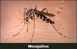 Photo of a Mosquito