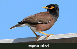 Photo of a Myna Bird