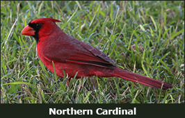 Photo of a Northern Cardinal