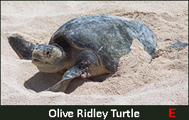 Photo of a Olive Ridley Turtle