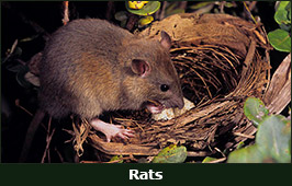 Photo of a Rat