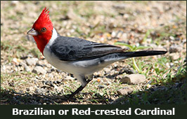 Photo of a Red-crested Cardinal