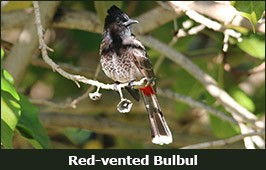 Photo of a Red-vented Bulbul