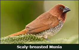Photo of a Scaly-breasted Munia