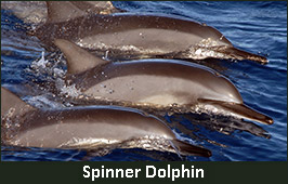Photo of a Spinner Dolphin