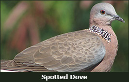 Photo of a Spotted Dove