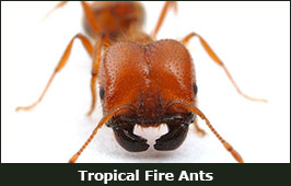 Photo of a Tropical Fire Ant