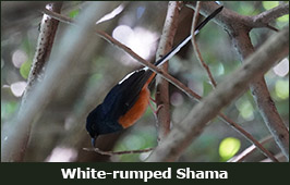 Photo of a White-rumped Shama
