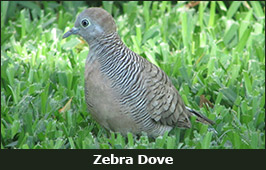 Photo of a Zebra Dove